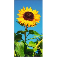 Artland Wandbild »Sonnenblume«, Blumen, (1 St.), als Alubild, Outdoorbild,