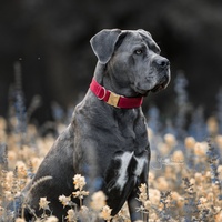 Kentucky Dogwear Hundehalsband Corduroy Halsband Rot