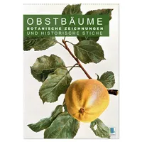 Calvendo Obstbäume: Botanische Zeichnungen und historische Stiche (Wandkalender 2025